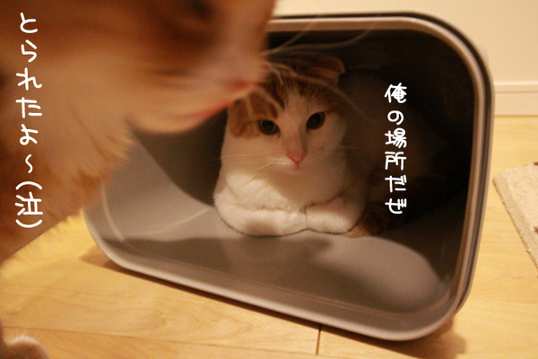 ゴミ箱で遊ぶ猫たち16