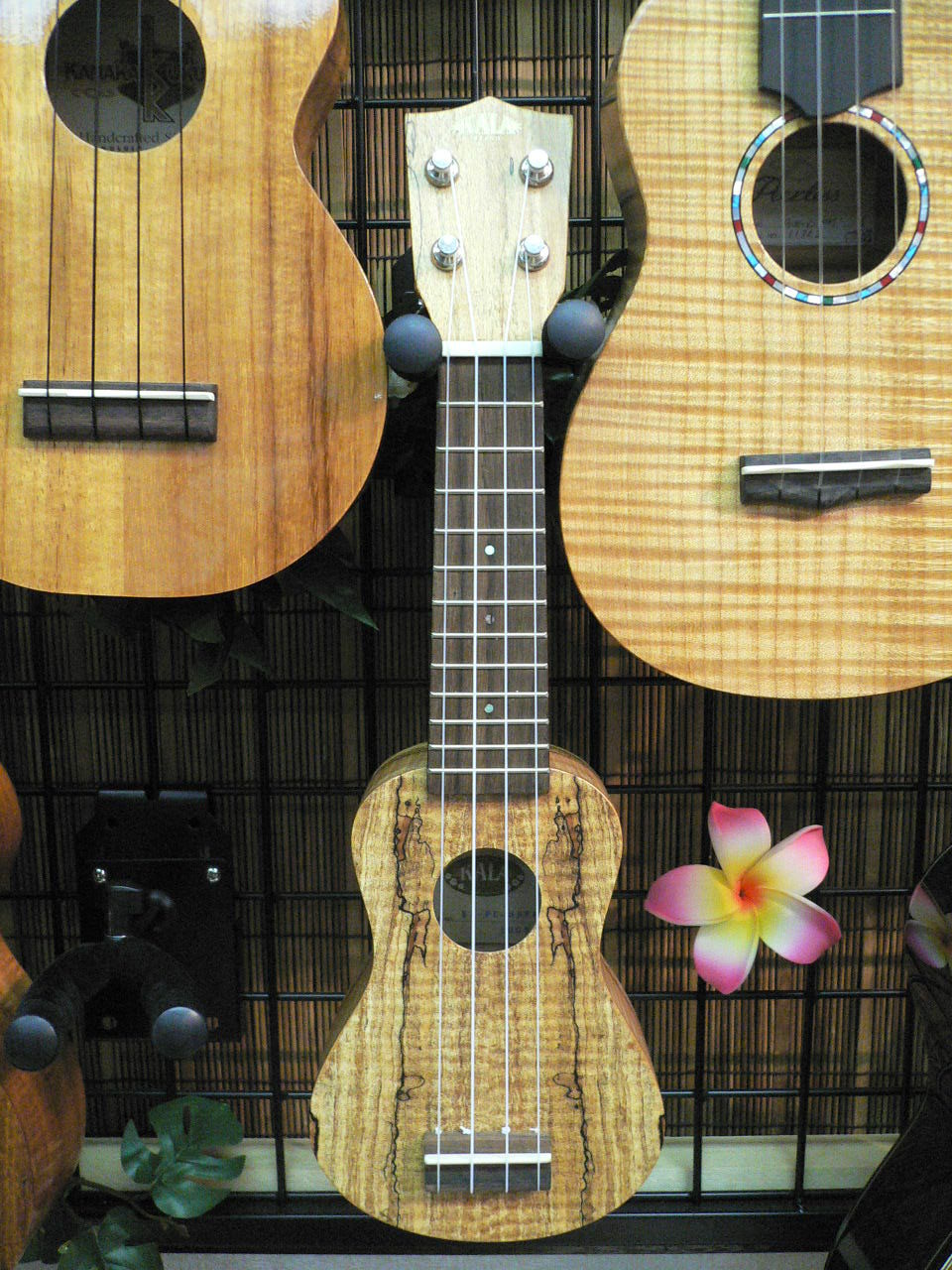 池袋 ウクレレ マニア kala pocket uke ご紹介 ウクレレに囲まれて