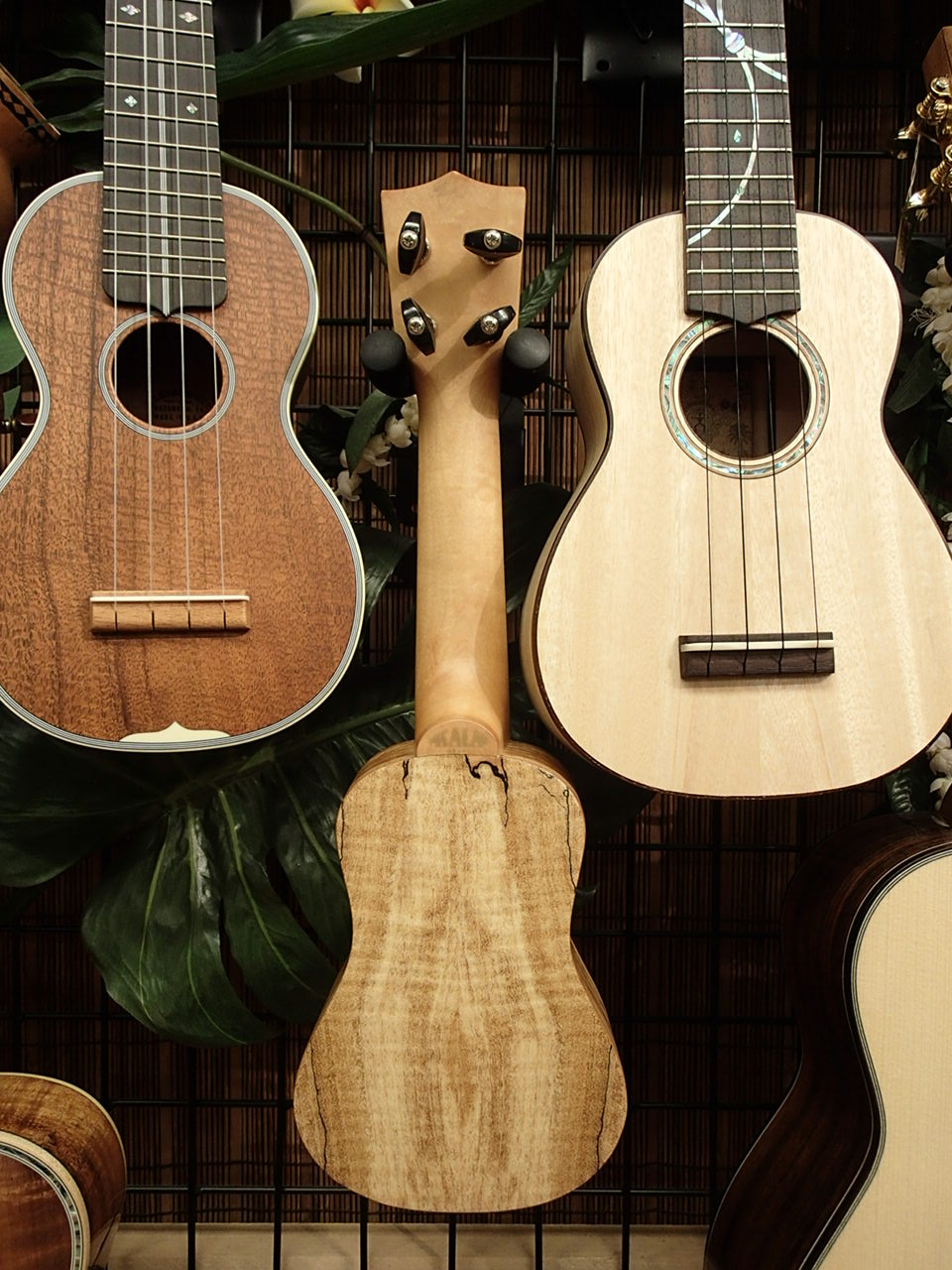 ウクレレマニア kala pocket uke spalted maple入荷 ウクレレに