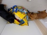 P3241689 のコピー