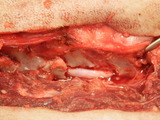 PB058266