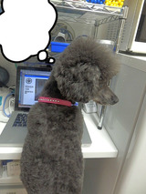 BlogPaint