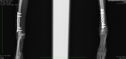 BlogPaint