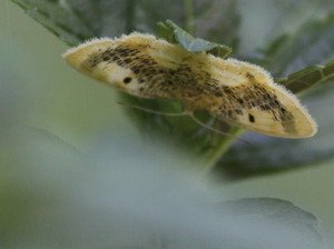 ウスオビヒメエダシャク馬見_11-06-26_0011