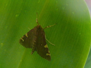 カクモンノメイガ0909081