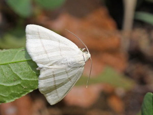 ウスアオエダシャク_11-04-29_0031