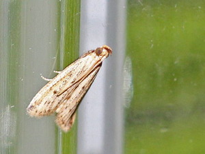 ヒトホシホソメイガ?_13-07-05_0021
