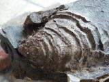 inosera