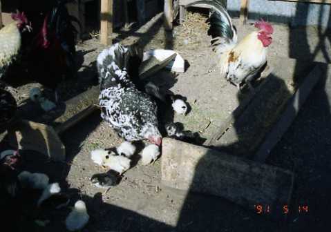 img019.jpg