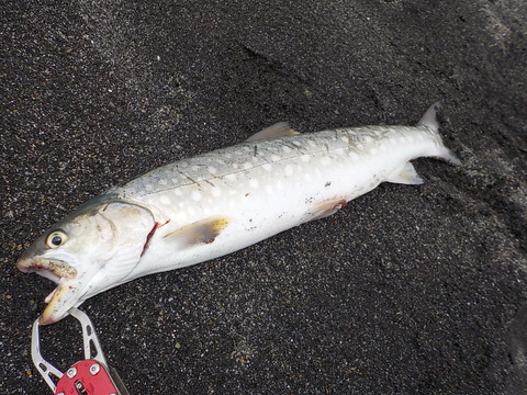 DSCN0095