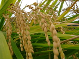 CIMG0981