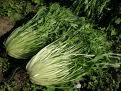 image[6]