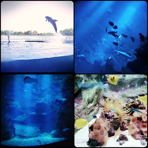 CollageMaker_20181026_043555009