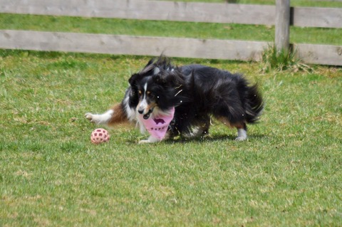 DSC_0496 (4)