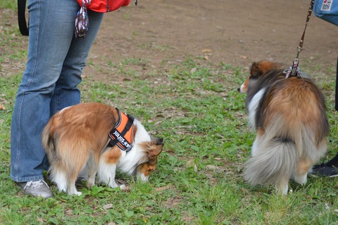 DSC_0397 (2)