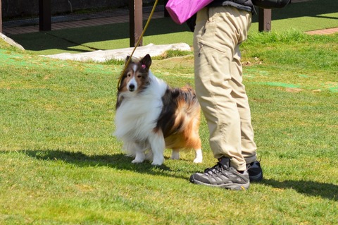 DSC_0047 (4)