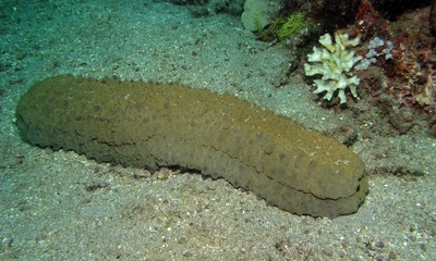 Sea_Cucumber
