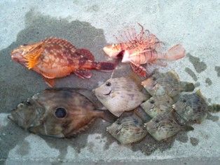 イワシ泳がせ釣り