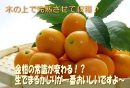 宮崎完熟金柑