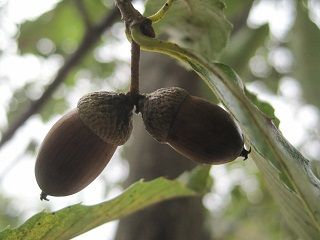 IMG_0217