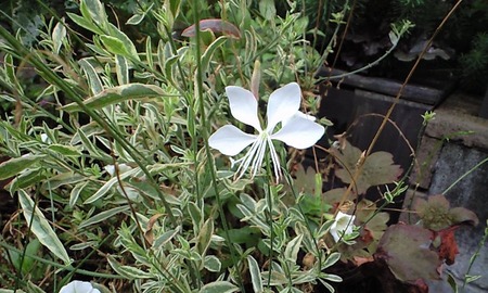 CA393452