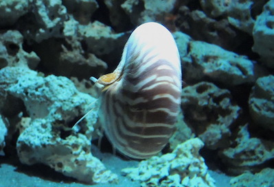 オウム貝
