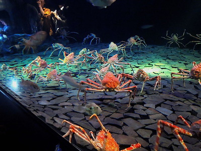 タカアシガニ