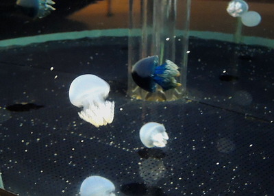 クラゲ