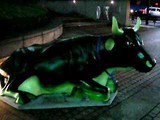 cow1