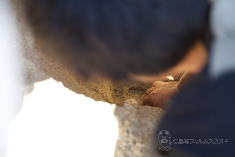 ウミガメ隊_産卵_2014-07-05 14-27-45