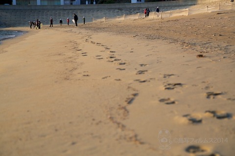 ウミガメ隊_ゴミ拾い活動_前浜_ 2014-01-22 07-45-50