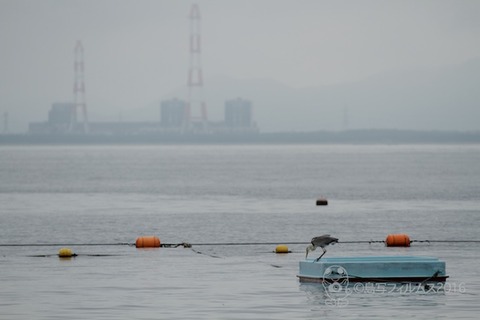 篠島ウミガメ隊_夏休み_2000-01-01 09-12-18