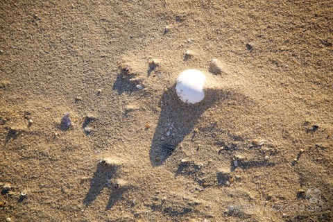 篠島ウミガメ隊_2019-01-09 07-48-43