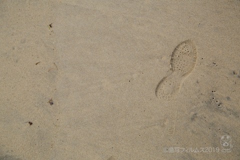 篠島ウミガメ隊_2019-03-06 07-45-54