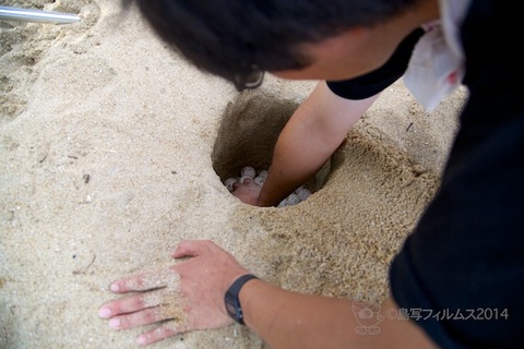 ウミガメ隊_産卵_2014-07-14 17-10-03