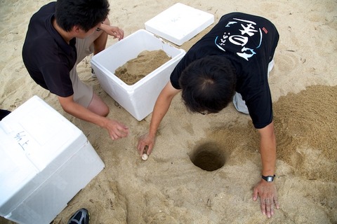 ウミガメ隊_産卵_2014-07-14 16-58-16
