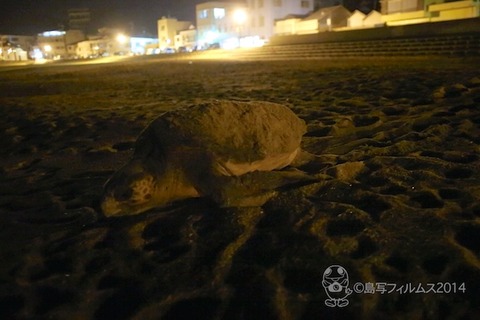 ウミガメ隊_ウミガメ産卵_2014-06-19 22-20-24