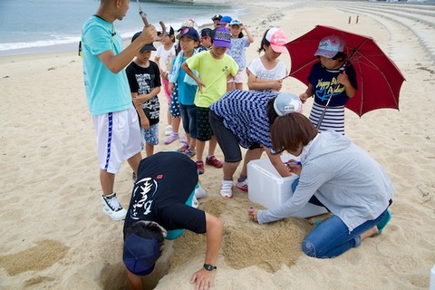 ウミガメ隊_産卵_2014-07-08 14-19-28