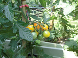 resize0282