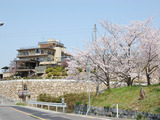 sakura