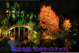 栗林公園秋のライトアップ