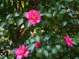 山茶花