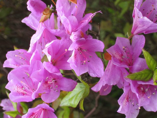 ノマツツジ 野間ツツジ 希少 アラゲサクラツツジ