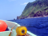 御蔵島 ドルフィンスイム