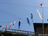 青空に鯉のぼり