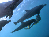 御蔵島 野生イルカ