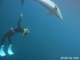 御蔵島 ドルフィンスイム