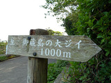 御蔵島の大ジイ