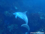 御蔵島ミナミハンドウイルカ