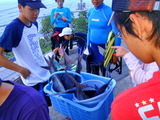 今朝揚がったばかりの大きなメダイ